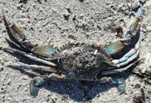 L’invasione del granchio blu